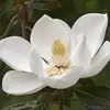 janeholikantoine - @janeholikantoine - TikTok