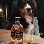 Jan Hulleman - @boef_the_bernese_mountaindog - Instagram