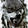 lobosolitario🐺 - @john.jan2 - TikTok