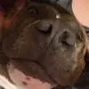 Jan Johnson - @buddythedogjohnson - TikTok