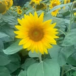 Jan Johnson - @janj58 - Instagram