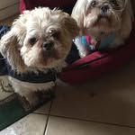 Janice Justice - @janjustice366 - Instagram