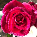 Jan Kaplan - @jankaplan75 - Instagram