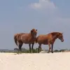 janicelauten8 - @janicelauten8 - TikTok