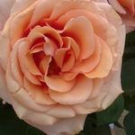 Jane Lightfoot - @2_wild_roses - Instagram