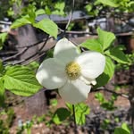 Jan Locke - @jannabanana64 - Instagram