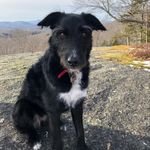 Lucy the aussiedale rescue dog - @lucyjanelovejoy - Instagram