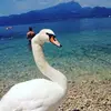 Jan Lukas - @klobabir - TikTok