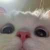 janly*notKWTN - @janly.dayrit - TikTok