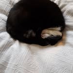 purry&furry - @janmacyarwynjones - Instagram