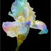 Jan Maurer - Facebook