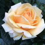 Jan McCormick - @janfm1 - Instagram