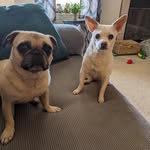 Jan McDaniel - @mcds_dogs - Instagram