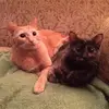 janetveltrimcgraw - @janetveltrimcgraw - TikTok