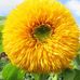 Janice Meadows - Facebook