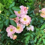Jan Mooney - @gardenpetalsflowerfarm - Instagram