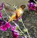 Janice O'Keefe - Facebook