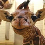 Janet Opalinski - @janetopalinski - Instagram