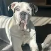 Janice Ormond-Andrews - @janice.ormondandr - TikTok