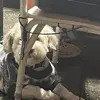 Jan Ortiz - @jan.ortiz13 - TikTok