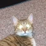 Jan DeHoet Orton - @jan4cy - Instagram
