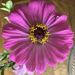 Jan Orton Homel - @jan.homel - Instagram