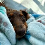 Penny Jane - @pennyjane.thepup - Instagram