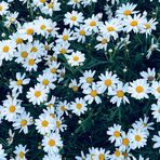 Jan Pham - Facebook