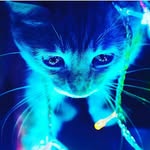 jan pham - @wolfycat_454 - Instagram
