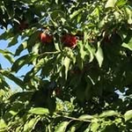 Jan Pham - @janvy.ham8362 - Instagram