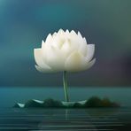 Jan Pham - Facebook