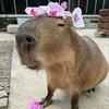 janpingu_ - @janpingu_ - TikTok