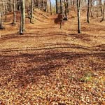Jan Pittner - @janpittner50 - Instagram