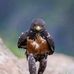 Jan Pretorius - Facebook
