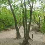 Jan Prins - @jan.prins.372 - Instagram