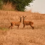 Jan Prinsen - @janprinsen55 - Instagram
