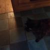 Jean Proesmans - @arthur200lol - TikTok