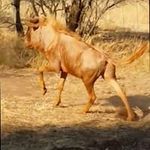 Jan Rabie - @jan.rabie.986 - Instagram