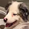 Jan Redding140 - @willowthedoggygirl - TikTok