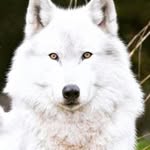 Janessa Riddle - @diemond_wolves - Instagram