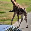 Jan Sievers - @jan.sievers8 - TikTok