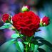 Jan Sing - Facebook