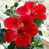 Jansingh - @jan.bhadur - TikTok