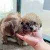 ELLIE&LUNA - @solariojan - TikTok
