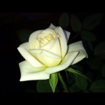 @jansoule - Instagram