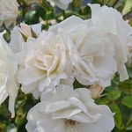 Jan South - @southjan - Instagram