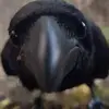 Janelle Stambaugh - @janelle.stambaugh - TikTok