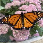 January Peet Stearns - @january.stearns - Instagram