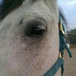 Jan Swanson Kelley - @janmkelley - Instagram