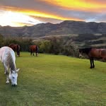 Jan Swart - @jsw083 - Instagram
